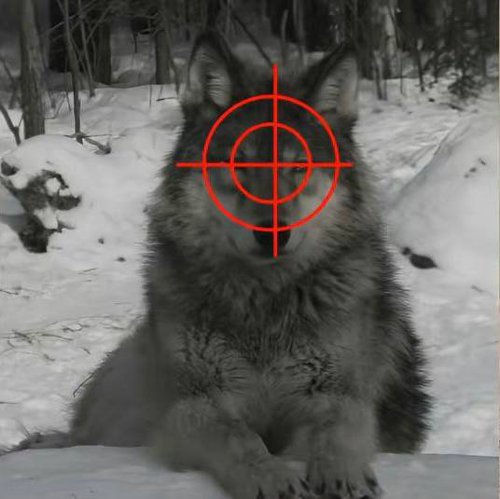 Обложка теста Какое вы животное под прицелом?